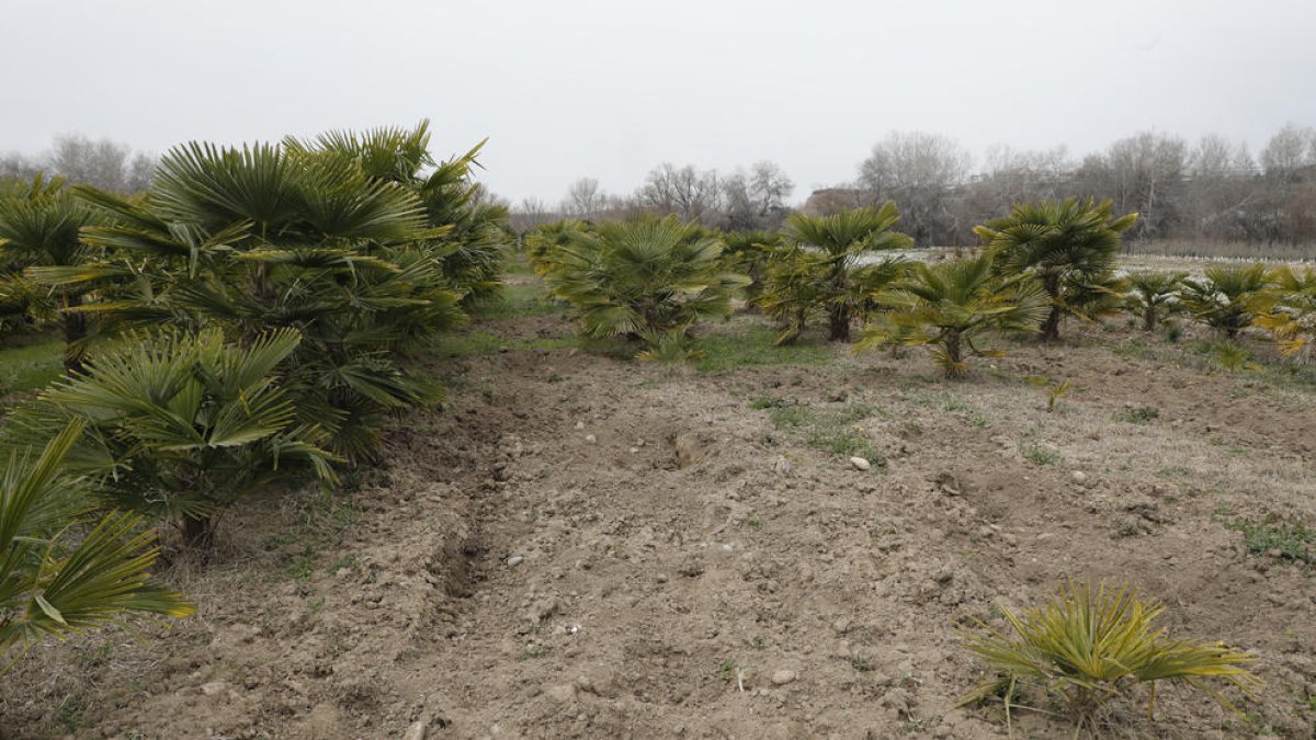 A la izquierda, los daños en la tierra de la finca de palmeras y, a la derecha, Xavier Samarra con una jaula para capturar jabalíes.