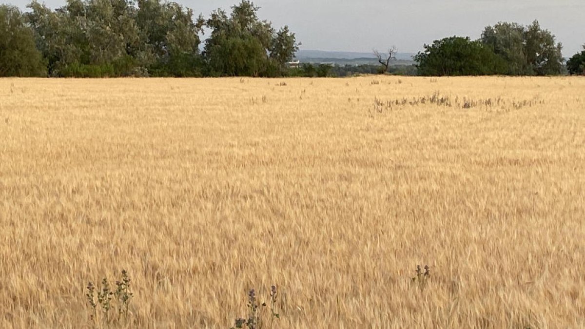 Un camp de cereals malmès per l’onada de calor a Menàrguens.