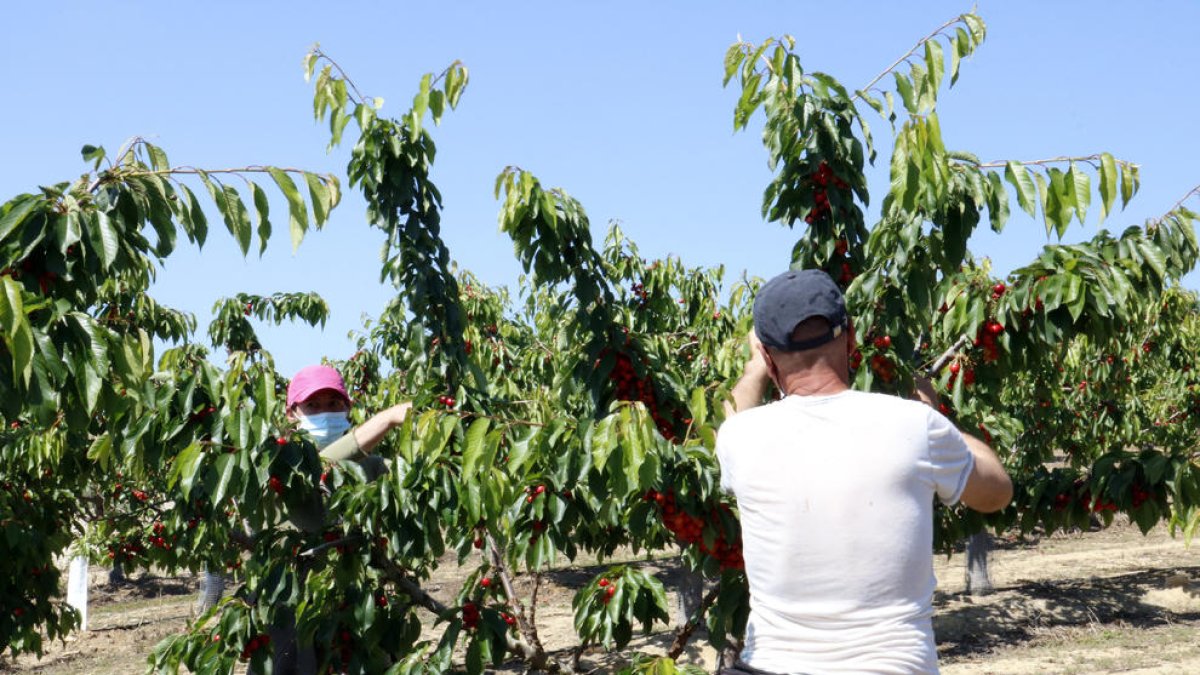 Imatge d’arxiu d’un temporer en una finca de Seròs.