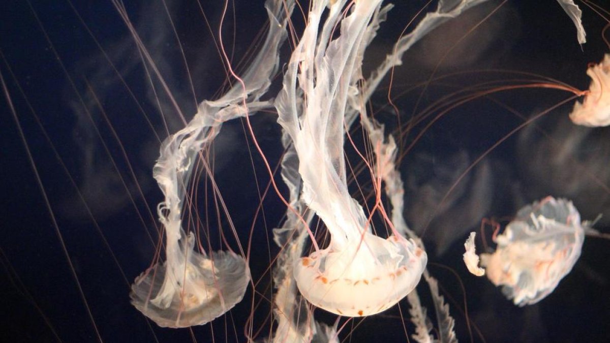 Així pots saber a quines platges hi ha meduses