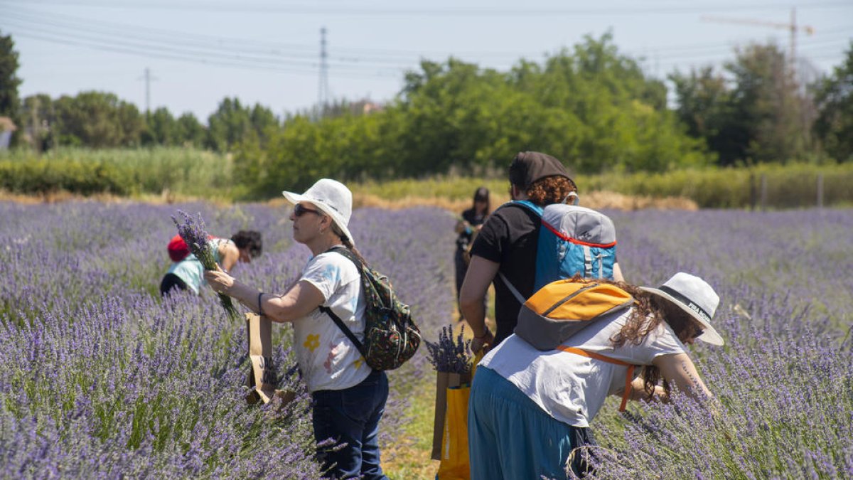 Alguns dels participants a les visites guiades en què recullen el seu propi ram de lavanda.