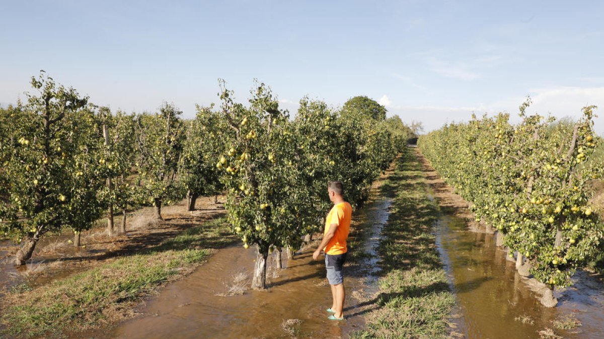 Un pagès donant aigua a la seua finca de Mollerussa després de l’obertura del nou torn de reg.