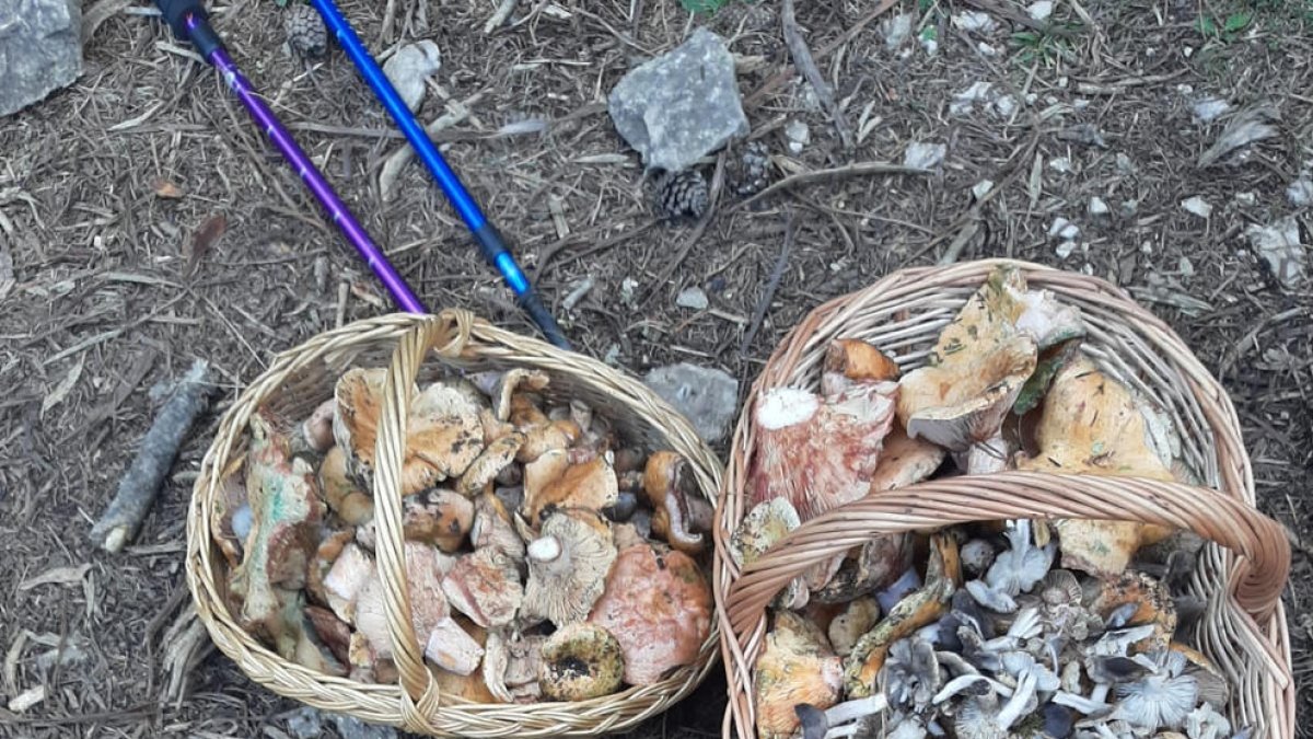 Recogida de setas ayer en bosques de la zona de Port del Comte.