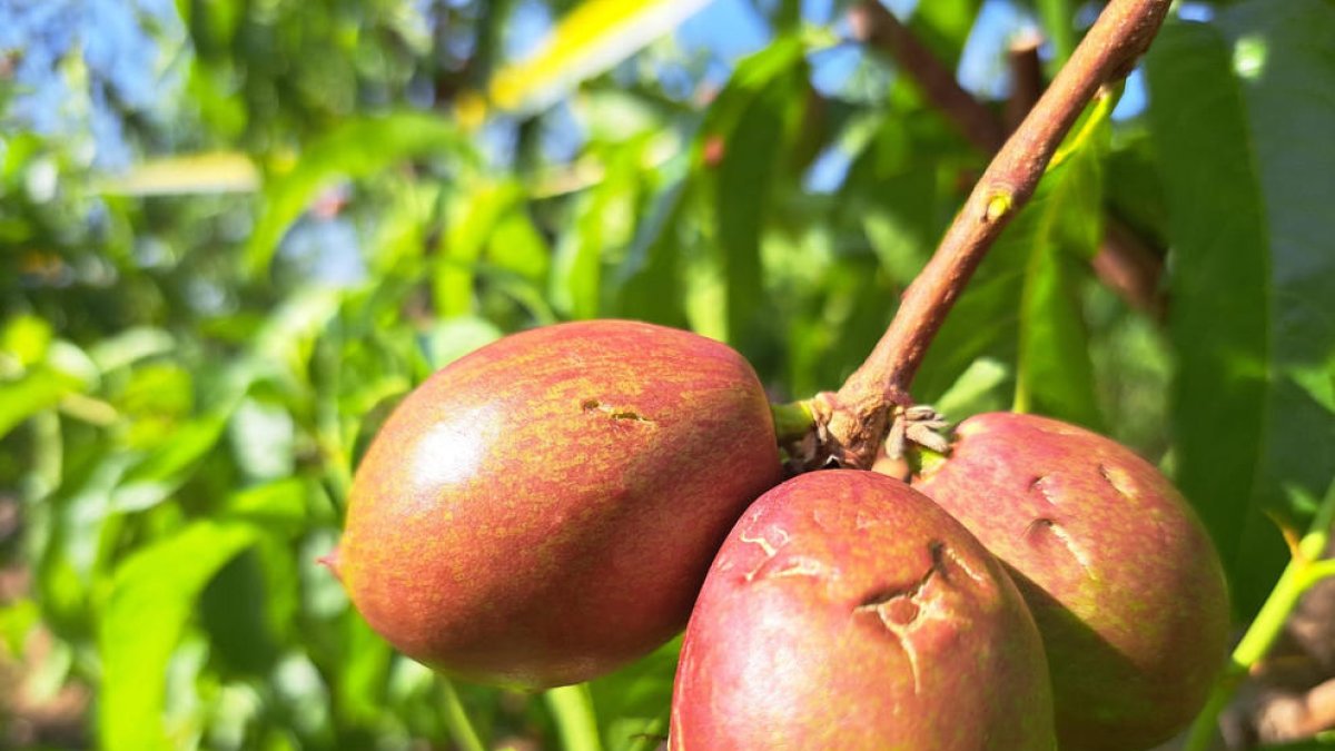 Fruita, com aquesta a Albesa, però també cereal, olives i fruita seca han quedat danyats.