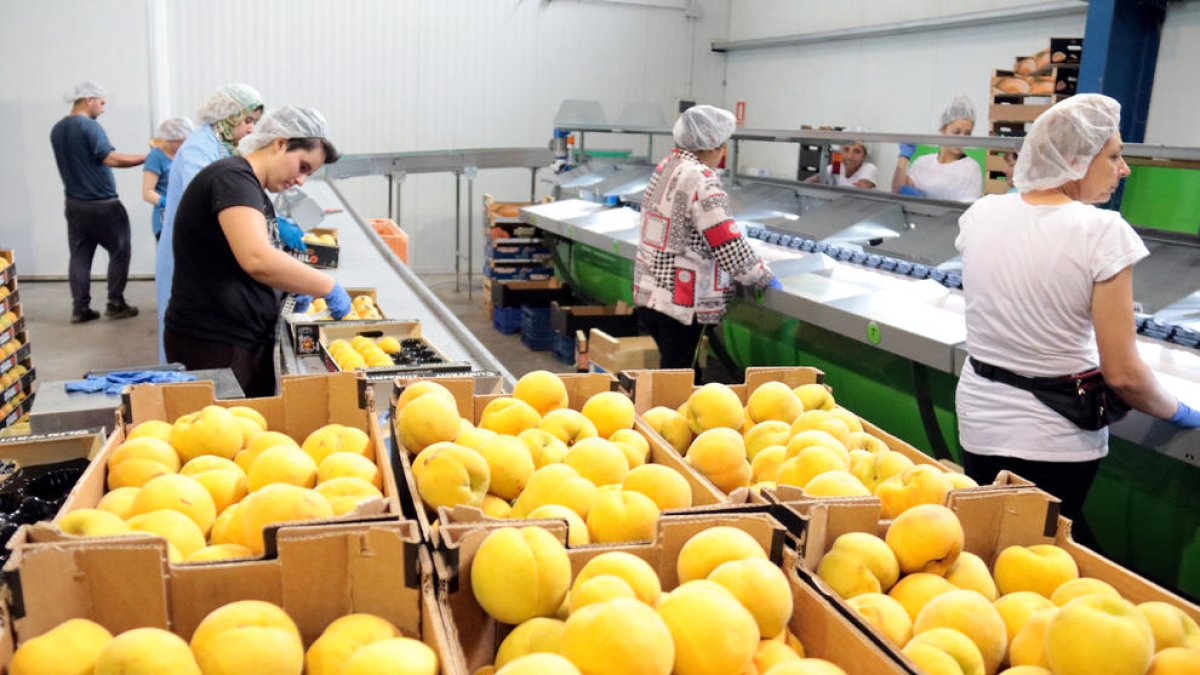 Les cooperatives i centrals apressen a buscar solucions a la Moncloa pel sobrecost.