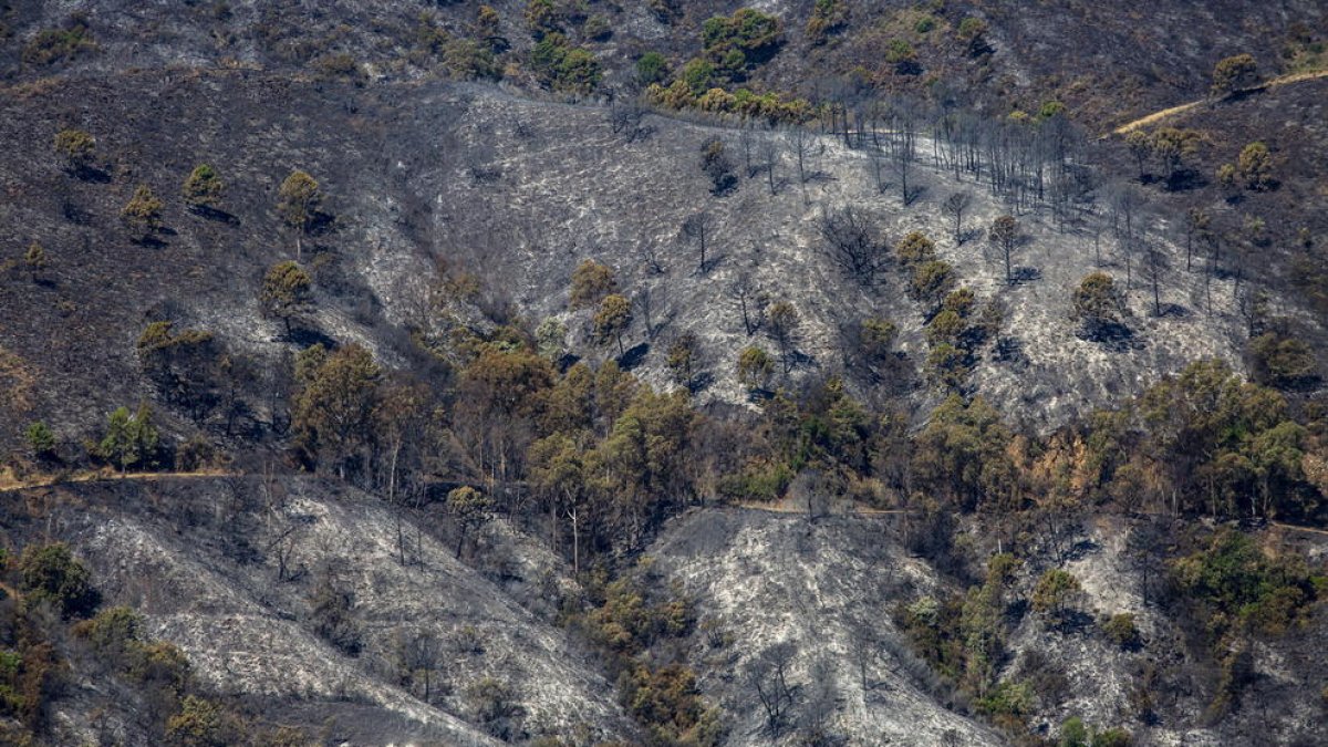 El incendio de Pujerra ha afectado a unas 3.500 hectáreas.