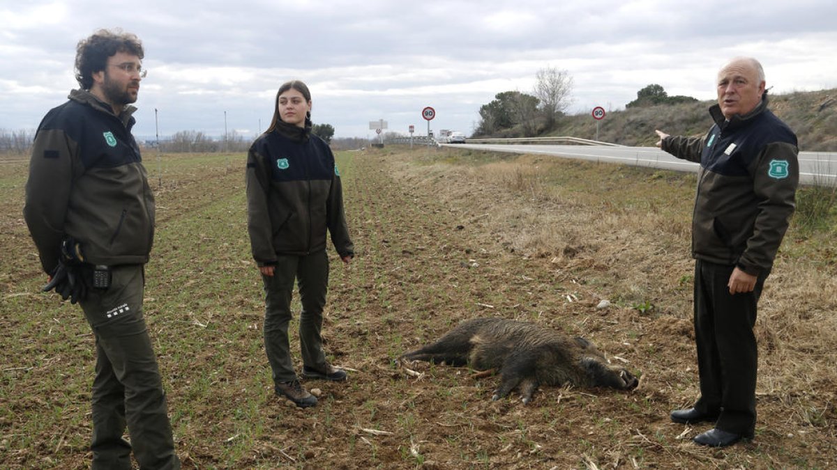 Agentes Rurales junto a un jabalí atropellado en la carretera C-12 entre Lleida y Corbins.