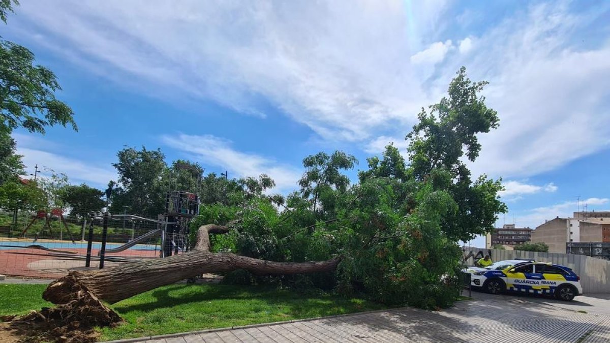 Cau un arbre de grans dimensions al carrer Sant Ruf de Lleida