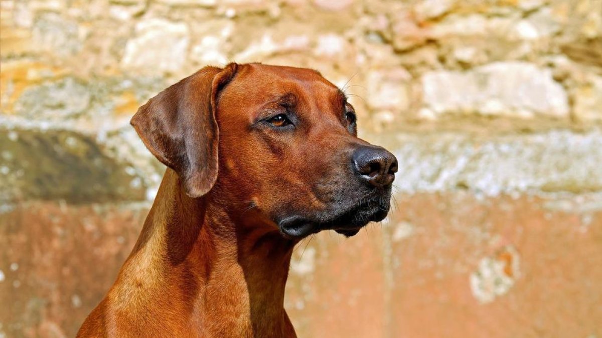 Clonar perros y gatos fallecidos ya es real