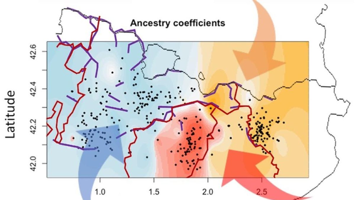 Imagen de un mapa donde se puede ver como la orografía (líneas moradas), los límites de los obispados (líneas rojas) y los flujos migratorios históricos (flechas) han modelado el perfil genético de las poblaciones rurales del Pirineo (zonas en color).