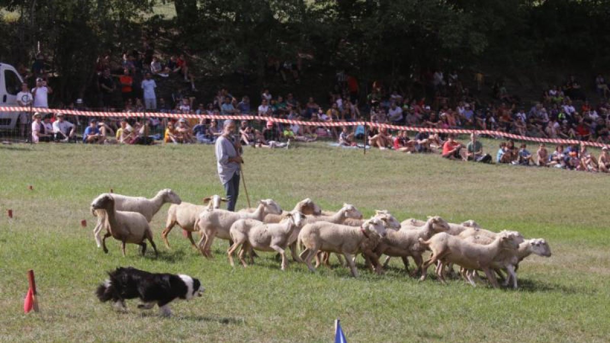 Uno de los participantes en el concurso de Gossos d'Atura de Llavorsí con los espectadores al fondo
