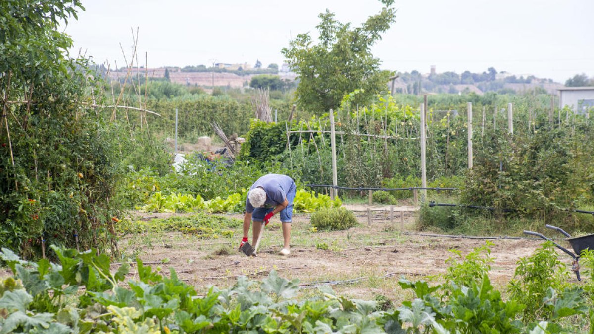 Un dels hortolans a Rufea, on hi ha llogats 87 horts d’un total de 94 disponibles.