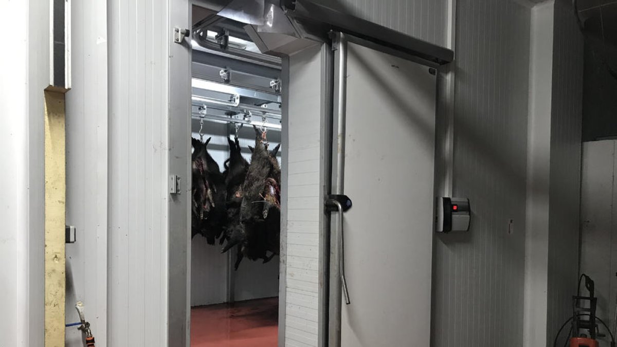 El matadero de Sort, donde se recepcciona la carne de caza para llevarla a otras autonomias.