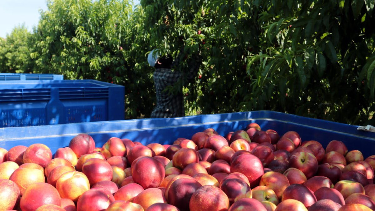La producción de fruta se hundió el año pasado por las heladas.