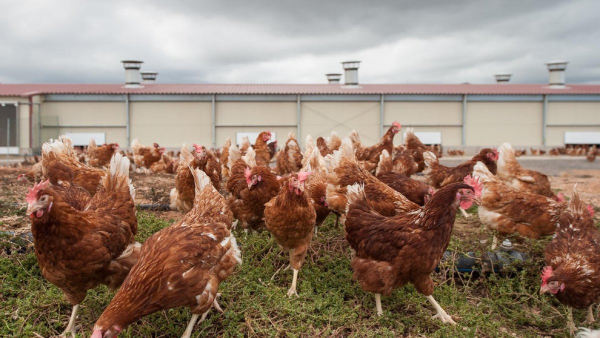 Imatge d’arxiu d’una granja de gallines.