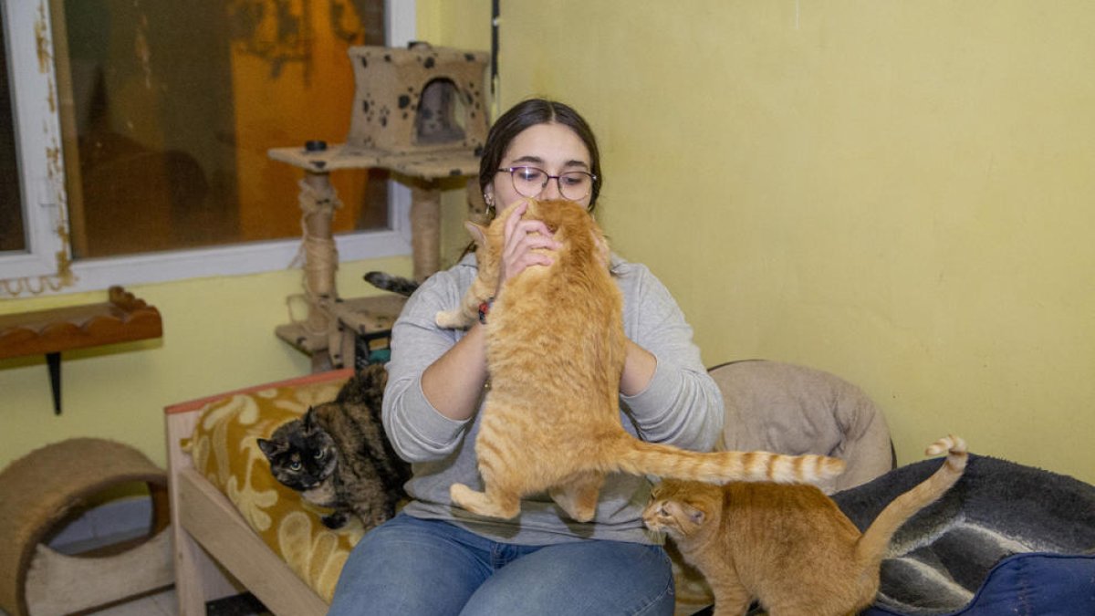 “No han pensado en todos los animales”  -  Así se expresó ayer Imma Carné, presidenta de la protectora Progat Lleida, que acoge a 50 gatos y que consideró que “no se ha tenido en cuenta la opinión de profesionales que sí velan por su pr ...