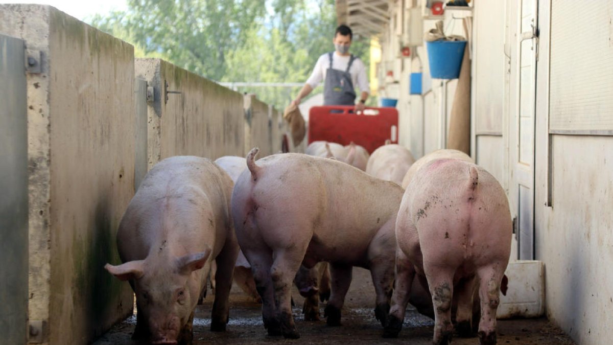 Imagen de animales en una explotación de porcino catalana.