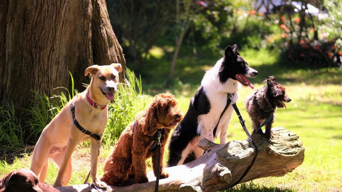 Un estudio identifica la raza de perro más inteligente