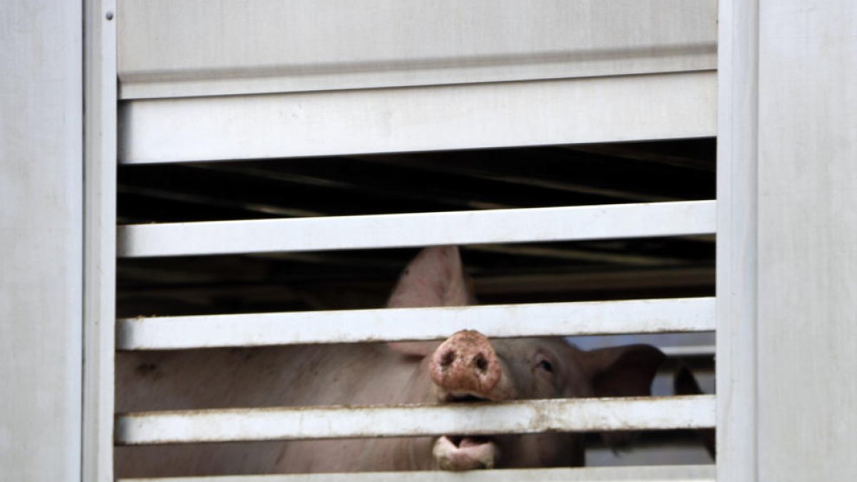 Un porc en un camió estacionat a l'escorxador a l'espera de ser descarregat.