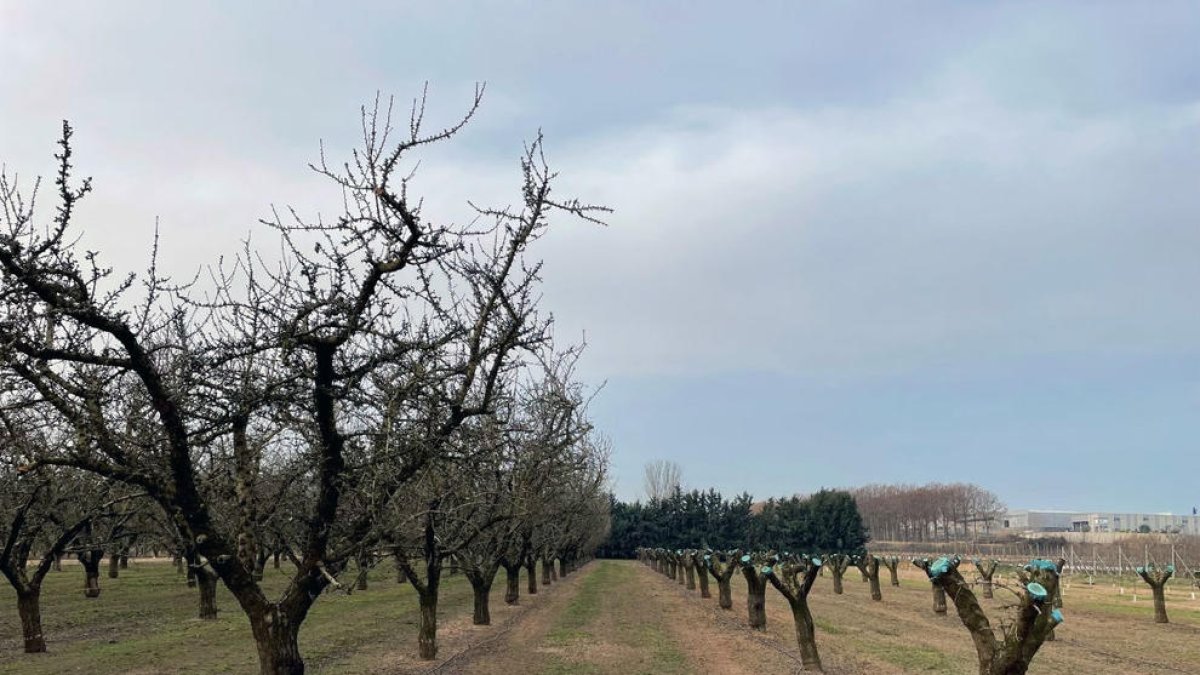 El IRTA ha llevado a cabo las pruebas en una parcela demostrativa que tiene en Les Borges Blanques.
