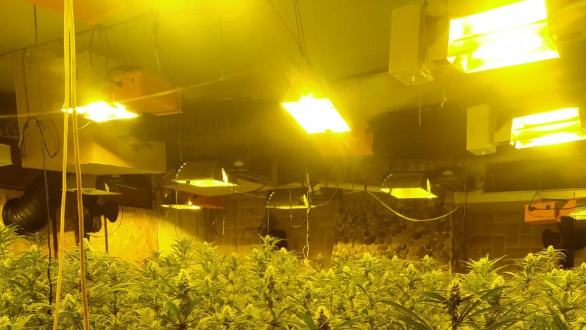 Una de las plantaciones.