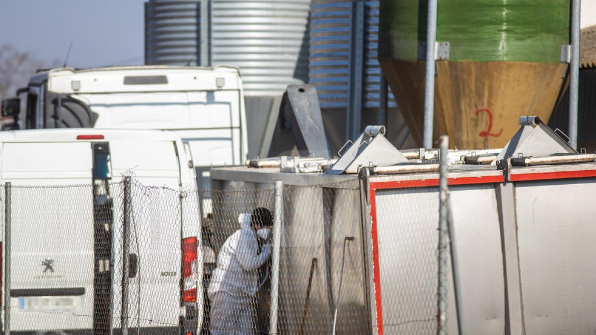 La granja afectada per un cas de grip aviària a Arbeca.