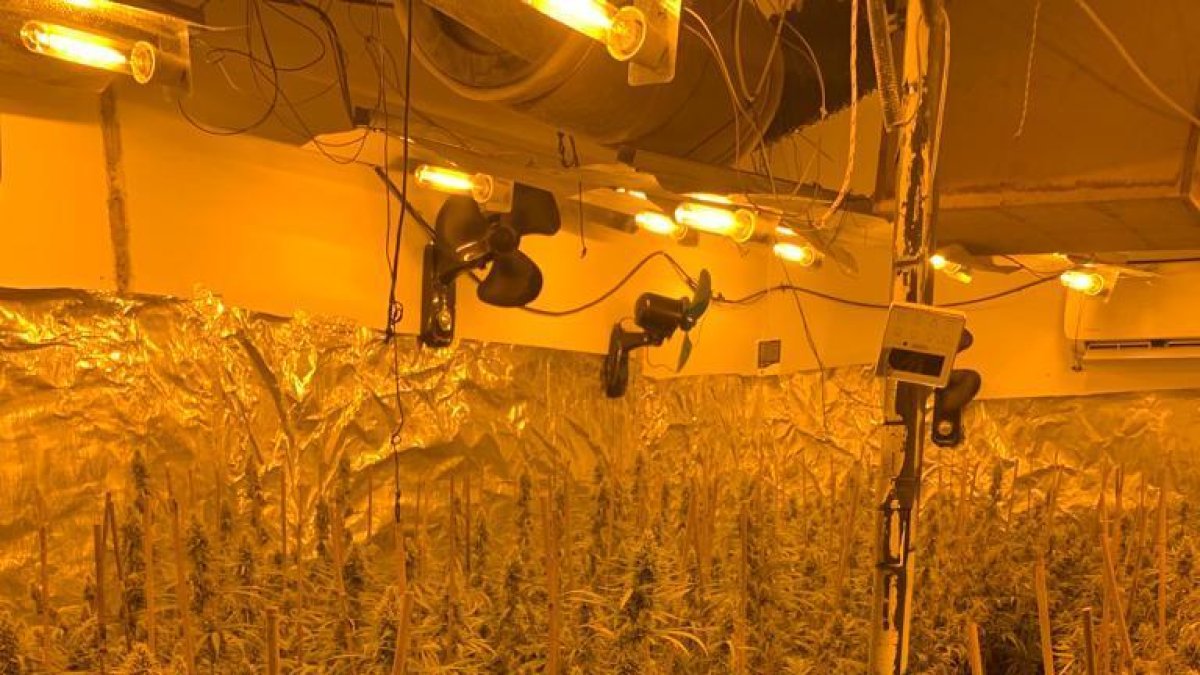 Desmantelan un cultivo de más de 5.000 plantas de marihuana en el interior de dos chalets de alto standing de Lleida