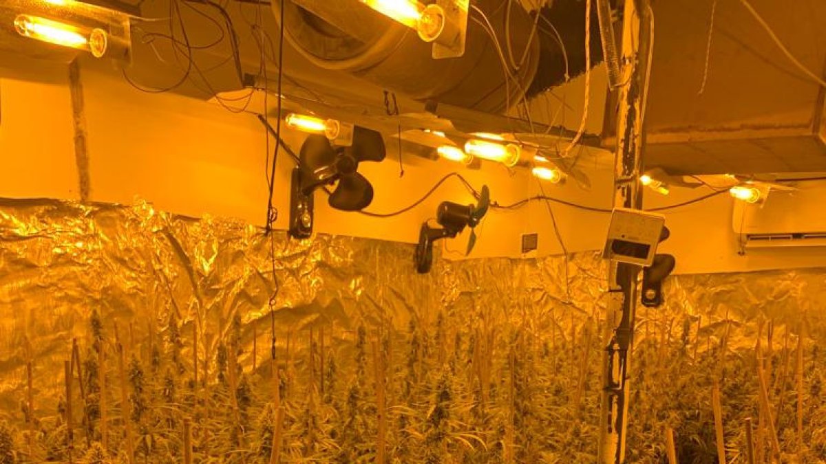 Imatge de l’interior d’una de les plantacions.