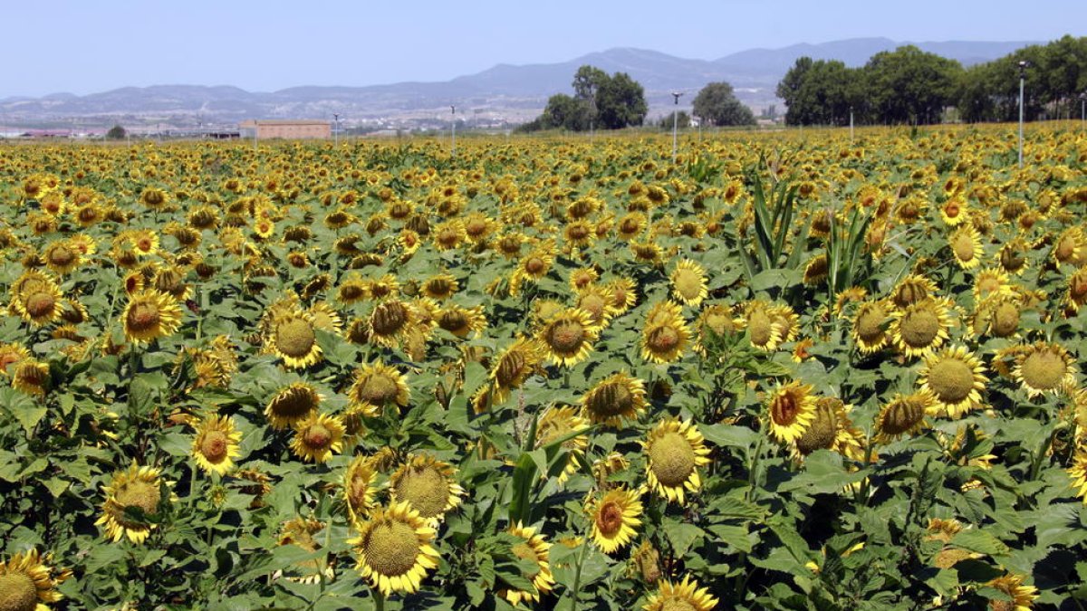 Girasoles en un campo donde hasta ahora se acostumbraba a plantar maíz, en el término municipal de Bellvís.