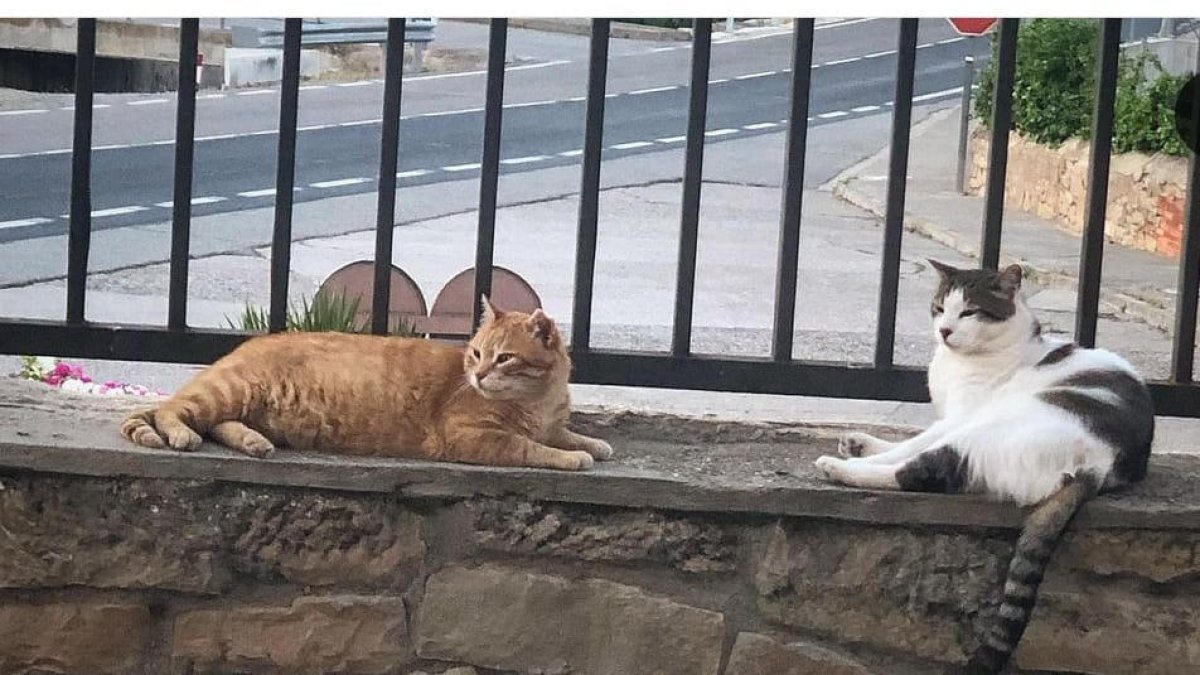 Una colonia de gatos callejeros en La Floresta.