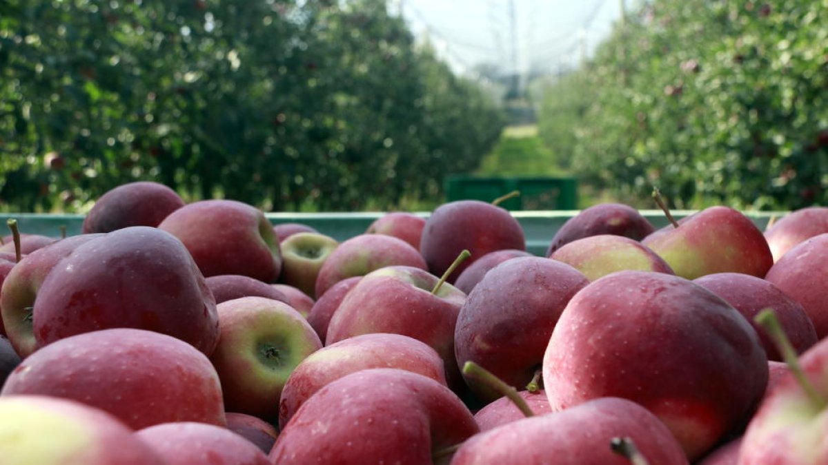 Las exportaciones crecen un 11,8% en Ponent  y el Alt Pirineu i Aran hasta los 285,1 millones de euros