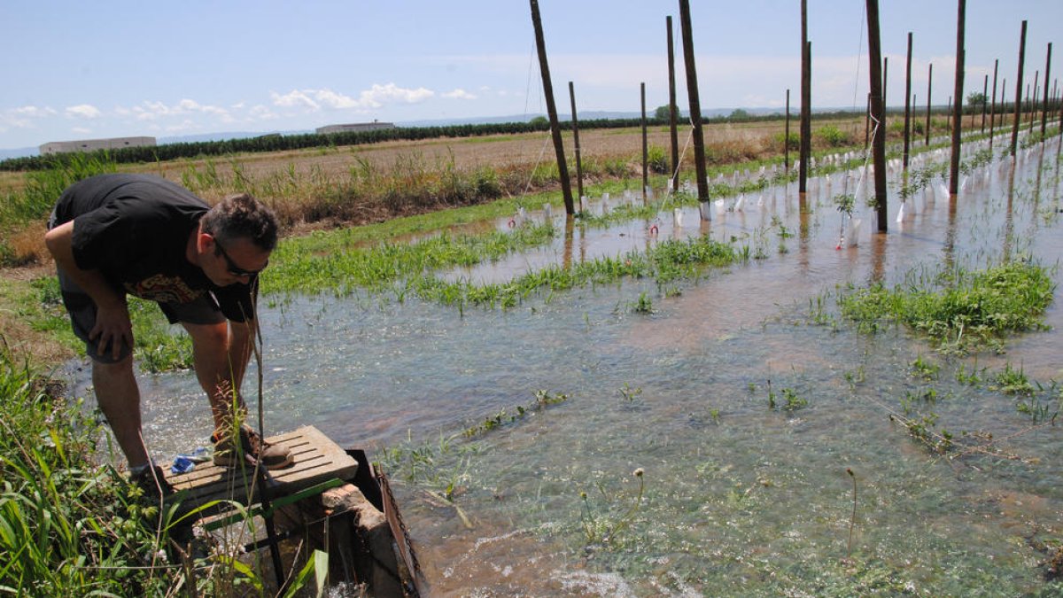 Una de las bocas de agua que ayer se abrieron en Miralcamp para la supervivencia del arbolado.