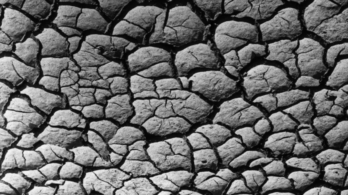 La biodiversitat del sòl, en clar deteriorament