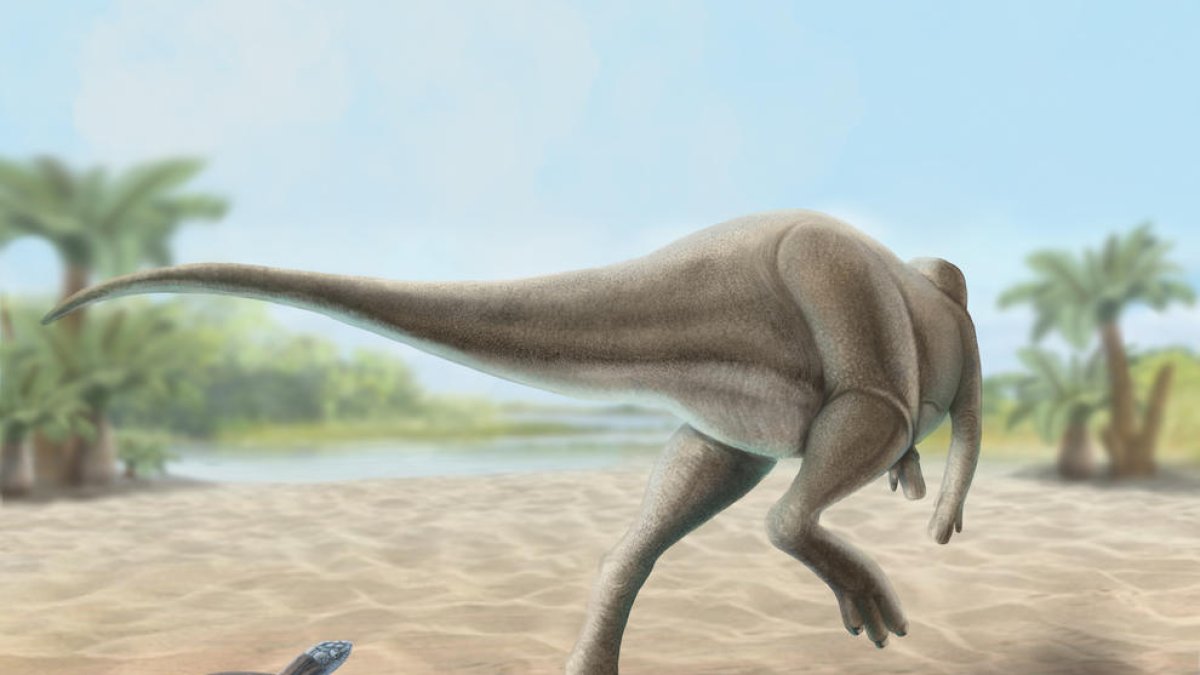 Un os trobat al Pallars Jussà permet descriure una nova espècie de dinosaure anomenat Calvarius rapidus