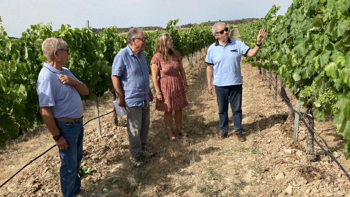 Visita a la finca experimental de regadío de viñas en Verdú.