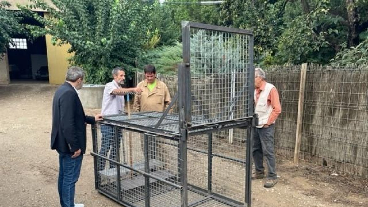 La Paeria cedirà una gàbia per caçar senglars a veïns de l'Horta