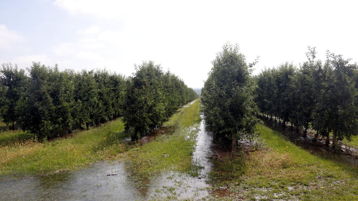 Greenpeace alerta de que hay que recortar regadíos y apunta que un 7% de los de Cataluña están sobre áreas en tensión