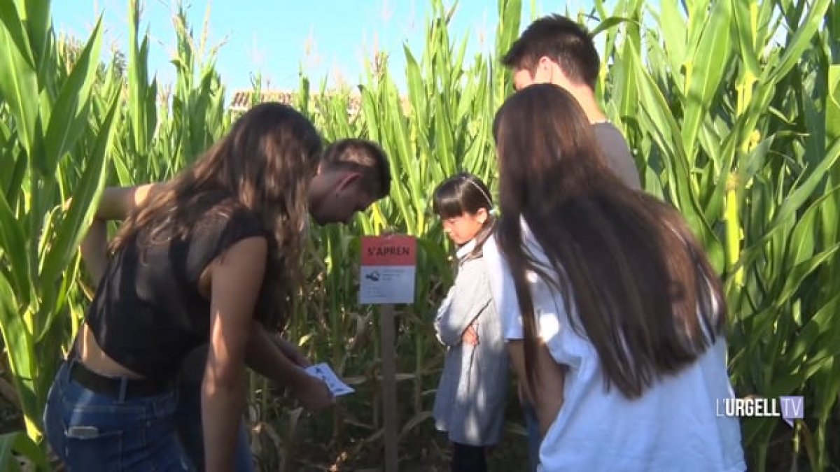 Imagen de archivo del Laberinto de Maíz de Castellserà, en el Urgell.