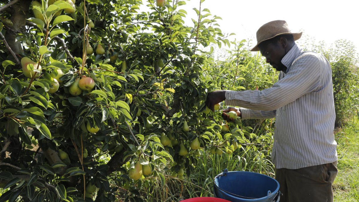 Recol·lecció ahir de les primeres peres llimonera en una finca a la partida Marimunt.