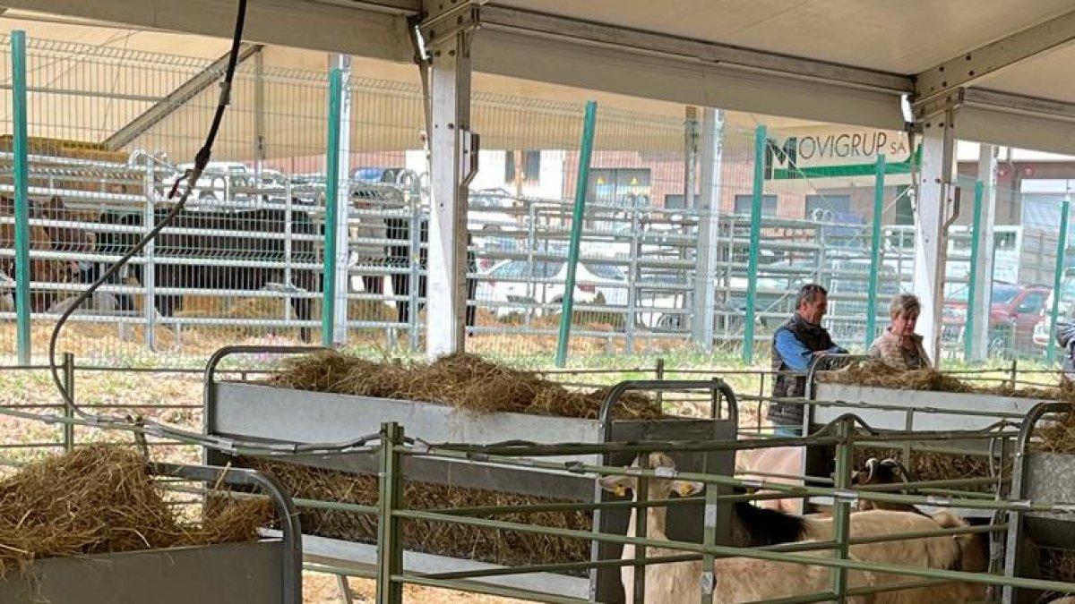Ovejas en un estand de la feria de Solsona que se ha celebrado este fin de semana.