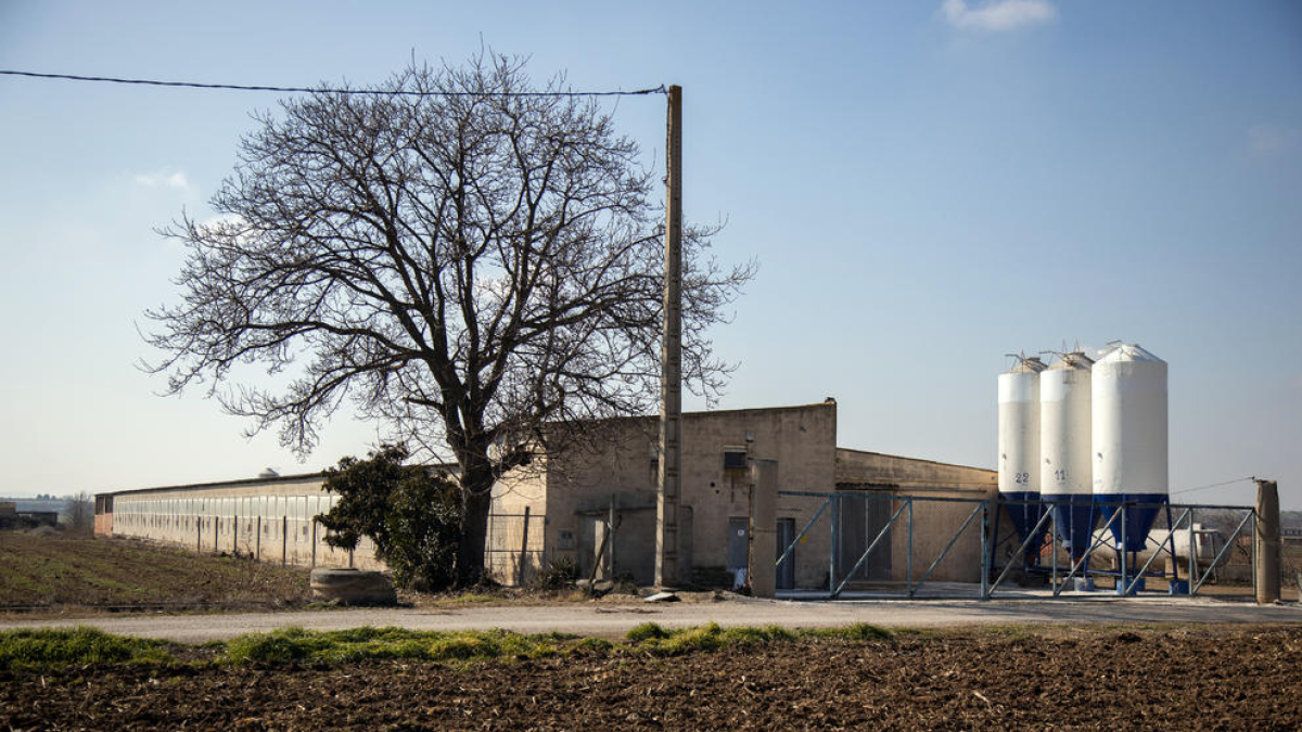En esta granja de Arbeca se declaró un foco de gripe aviar.