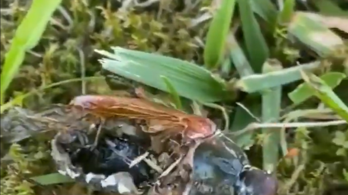 Insecte zombi