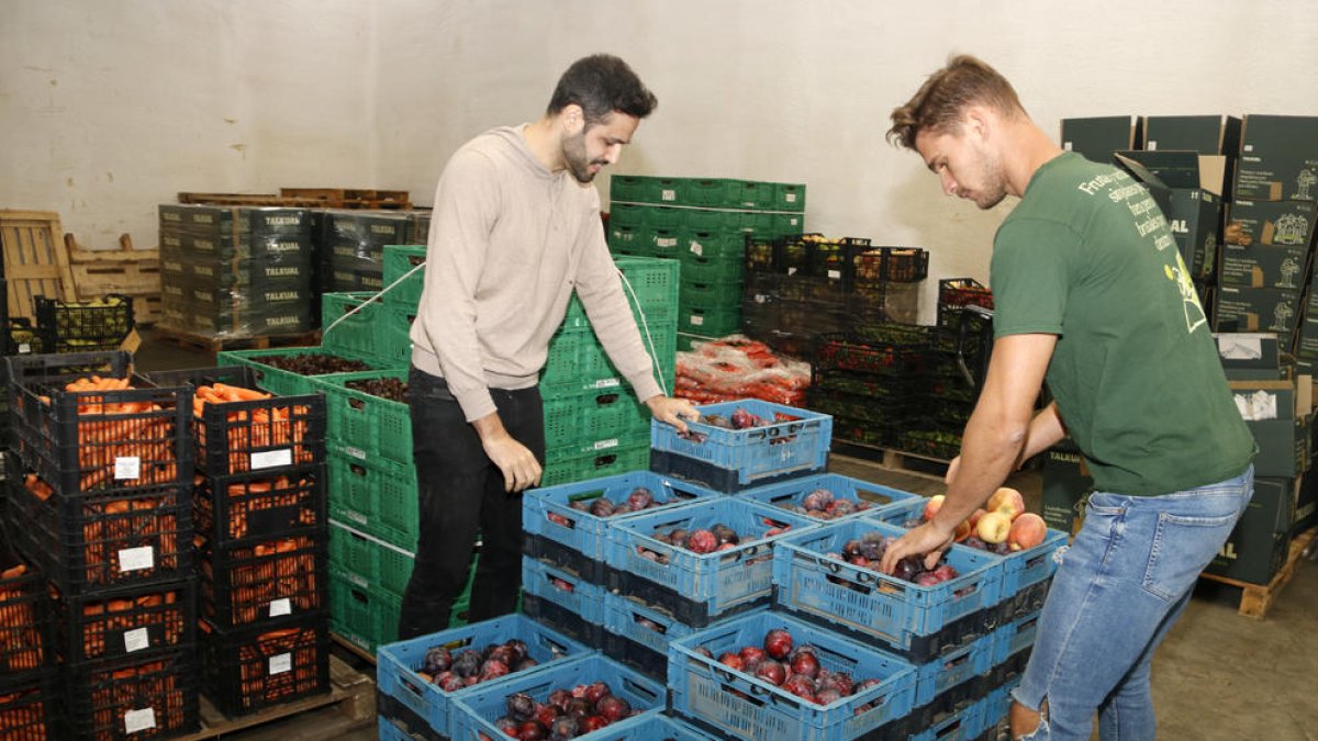 Marc Ibos i Oriol Aldomà, CEOs de Talkual, revisen unes prunes que comercialitzaran i rescataran del malbaratament alimentari.