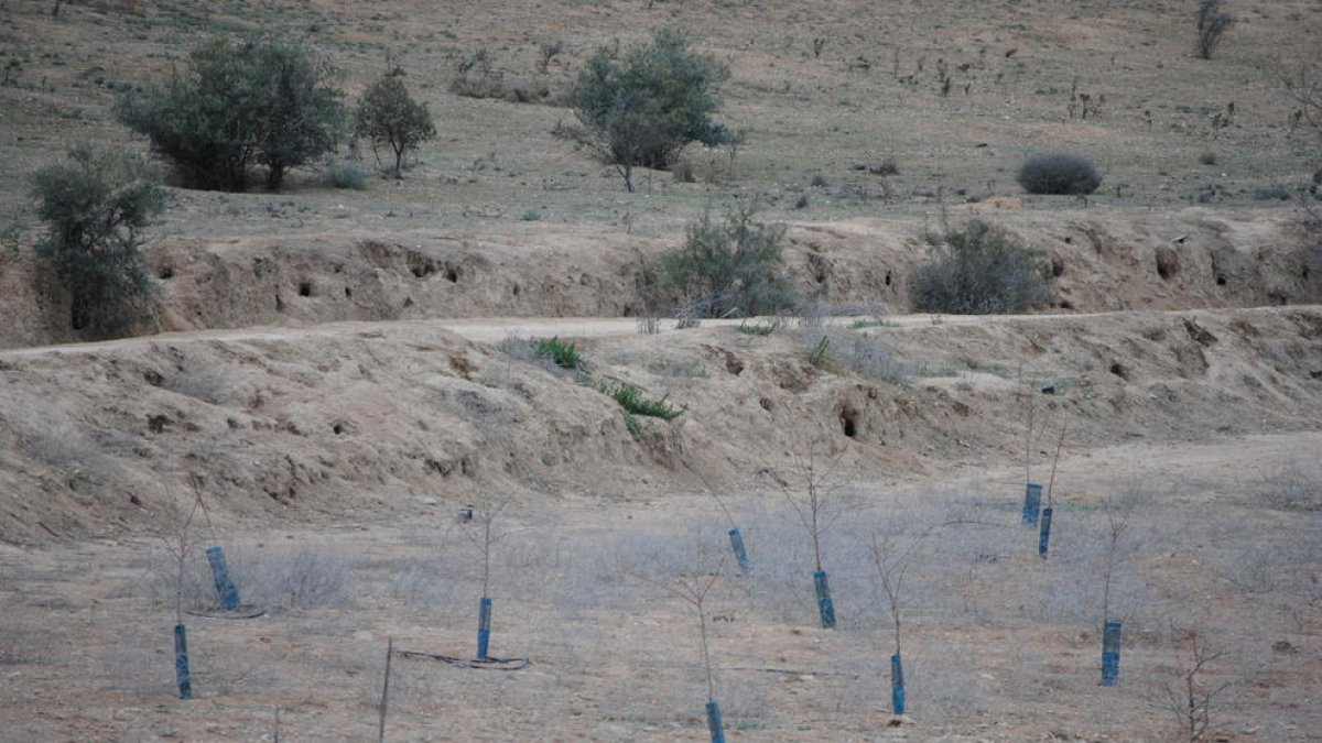 Madrigueras de conejos junto a una finca con protecciones contra estos animales en el Pla d’Urgell.