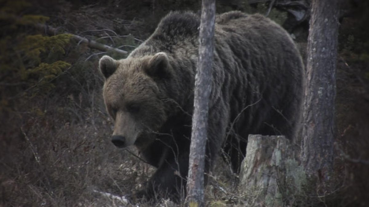 Un ejemplar de oso pardo en el bosque.