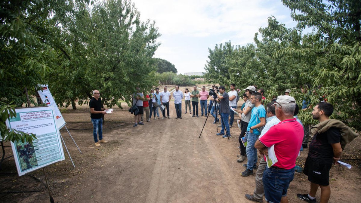 La presentación de Intensia se llevó a cabo ayer en la finca experimental de IRTA en les Borges.