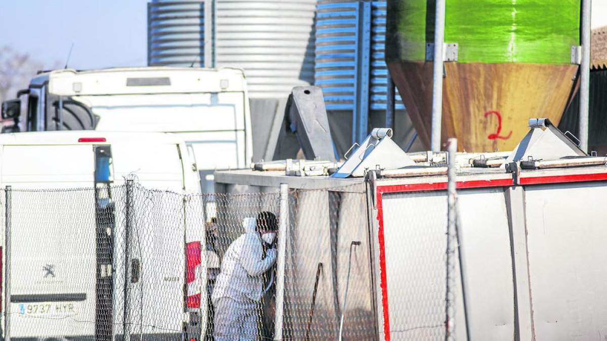 Acció Climàtica no ha trobat de moment cap nou cas de grip aviària a la zona de protecció pel focus d'Arbeca