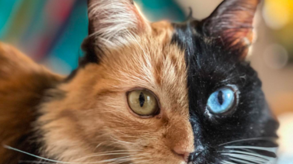 La gata Quimera