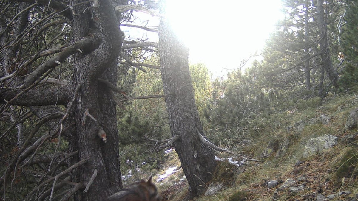 Imagen de un lobo captado a finales de 2021 por una cámara de fototrampeo en el Parc Natural de l’Alt Pirineu en Alins.