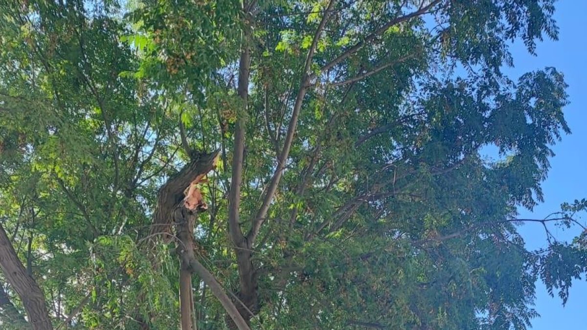 La rama en Corregidor Escofet